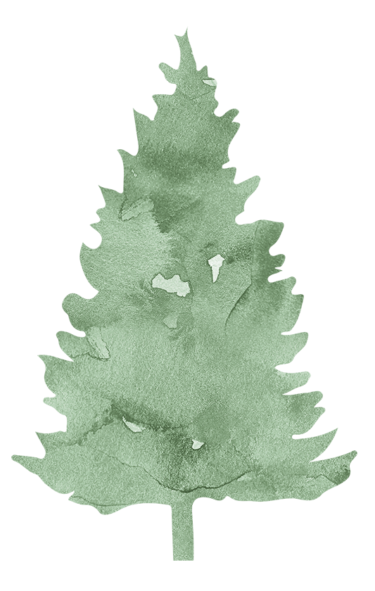 Transparent Pine Spruce Fir Pine Family for Christmas