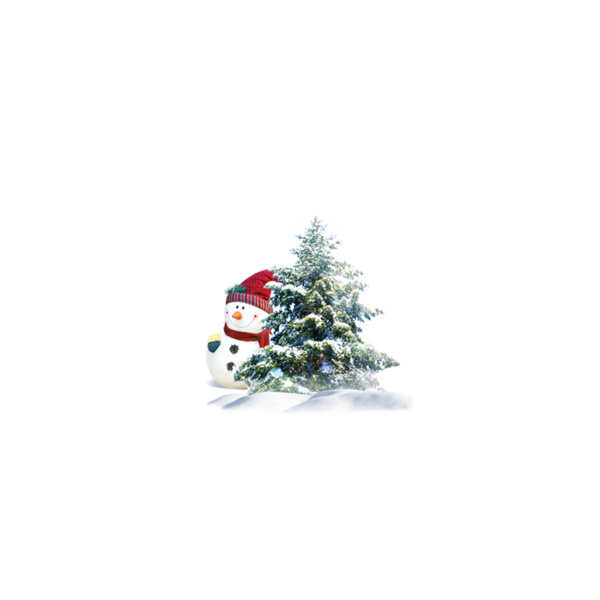 Transparent Christmas Tree Dongzhi Pine Fir Pine Family for Christmas