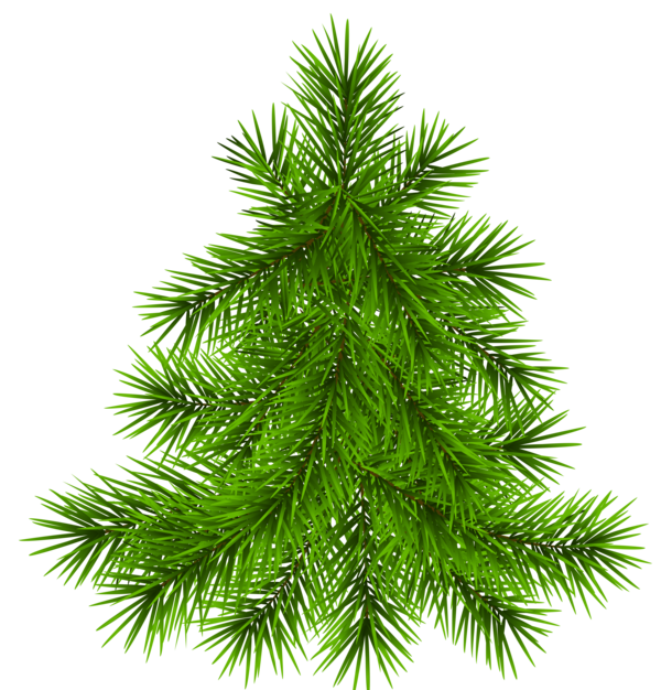 Transparent Pine Tree Fir Evergreen Pine Family for Christmas