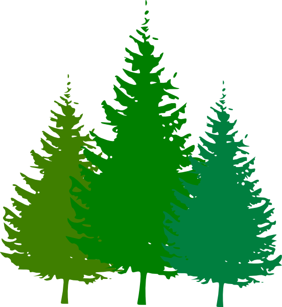 Transparent Pine Forest Drawing Fir Pine Family for Christmas