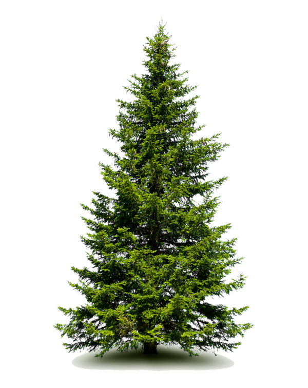 Transparent Spruce Fir Pine Tree for Christmas