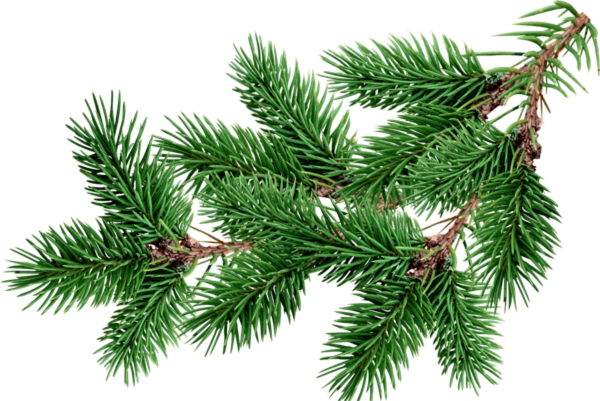 Transparent Fir Pine Tree Pine Family for Christmas
