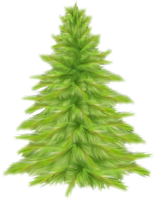 Transparent Ded Moroz Christmas Tree Tree Fir Pine Family for Christmas