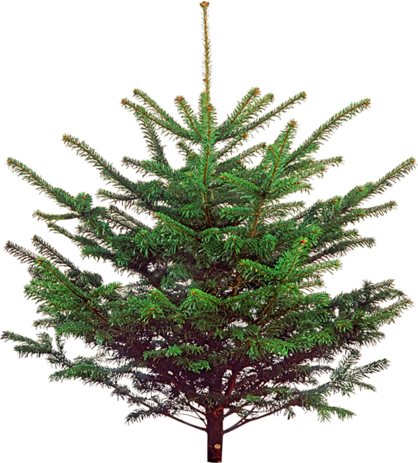 Transparent Spruce Christmas Ornament Christmas Tree Tree for Christmas