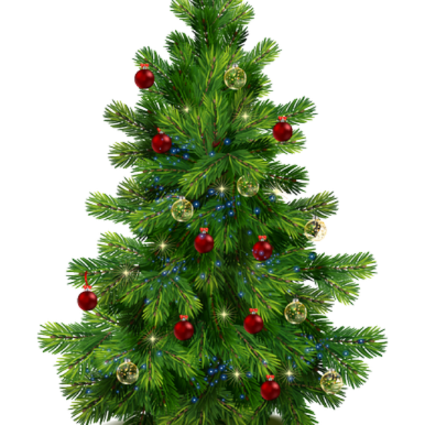 Transparent Noble Fir Pine Tree Evergreen Pine Family for Christmas