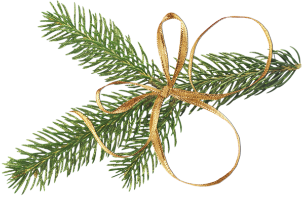 Transparent Tree Christmas Branch Fir Pine Family for Christmas