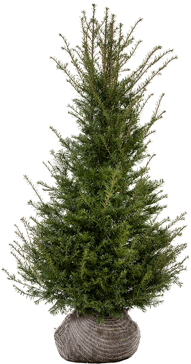Transparent Spruce Fir Pine Tree for Christmas