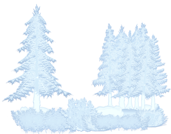 Transparent Spruce Fir Pine Blue Pine Family for Christmas