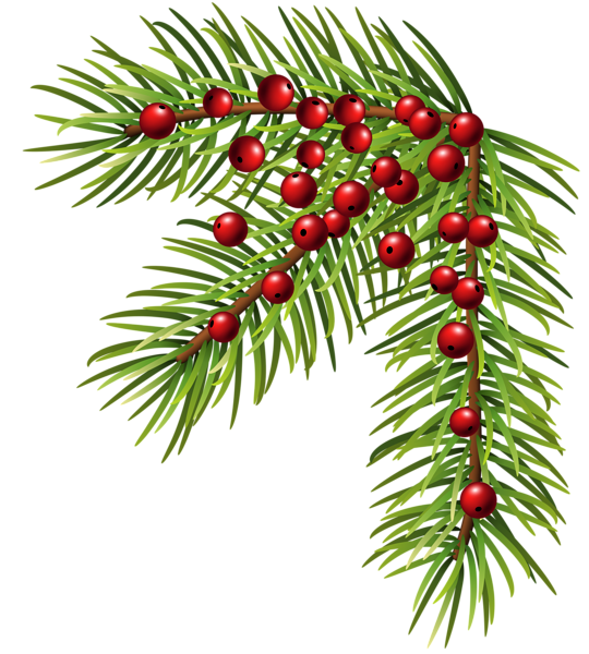 Transparent Christmas Ornament Conifer Cone Pine Fir Pine Family for Christmas