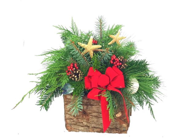 Transparent Pine Fir Christmas Decoration Evergreen Pine Family for Christmas