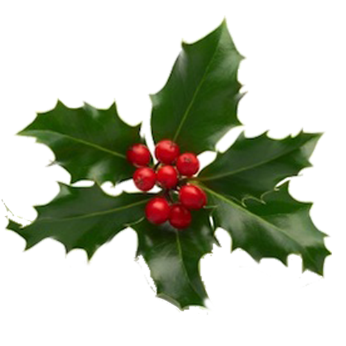 Transparent Christmas Holiday Christmas And Holiday Season Aquifoliaceae Holly for Christmas