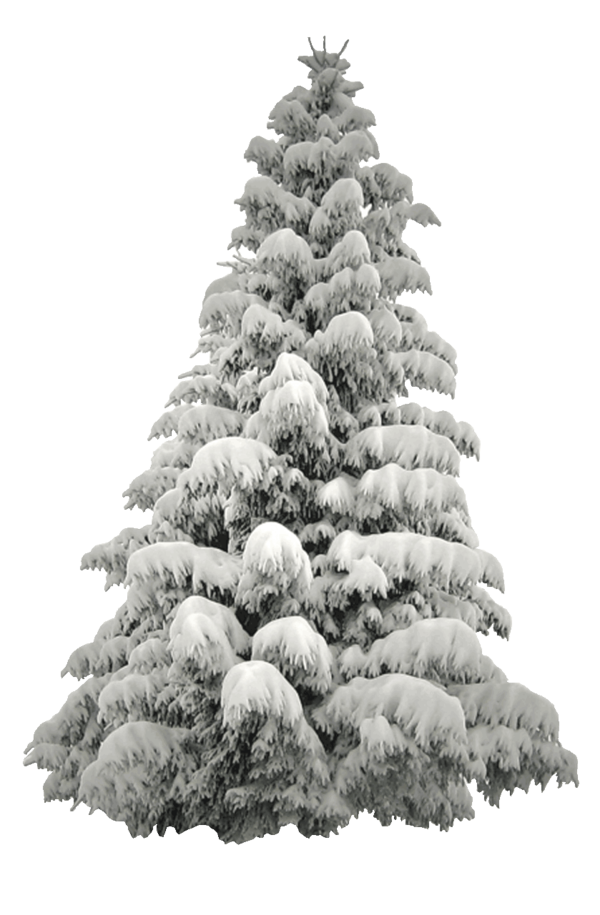 Transparent Christmas Winter Snow Fir Pine Family for Christmas