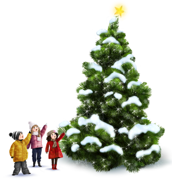 Transparent Abies Alba Christmas Tree Conifer Cone Fir Pine Family for Christmas