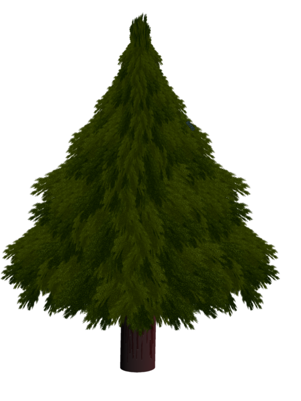 Transparent Christmas Tree Drawing Christmas Evergreen Pine Family for Christmas