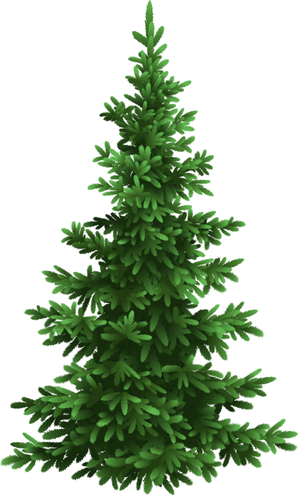 Transparent Fir Tree Pine Pine Family for Christmas