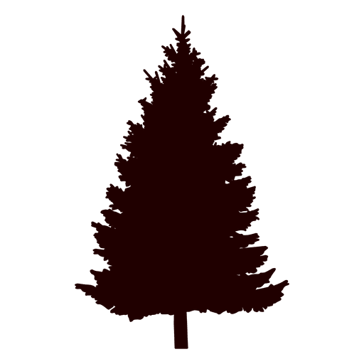 Transparent Pine Conifers Drawing Fir Pine Family for Christmas