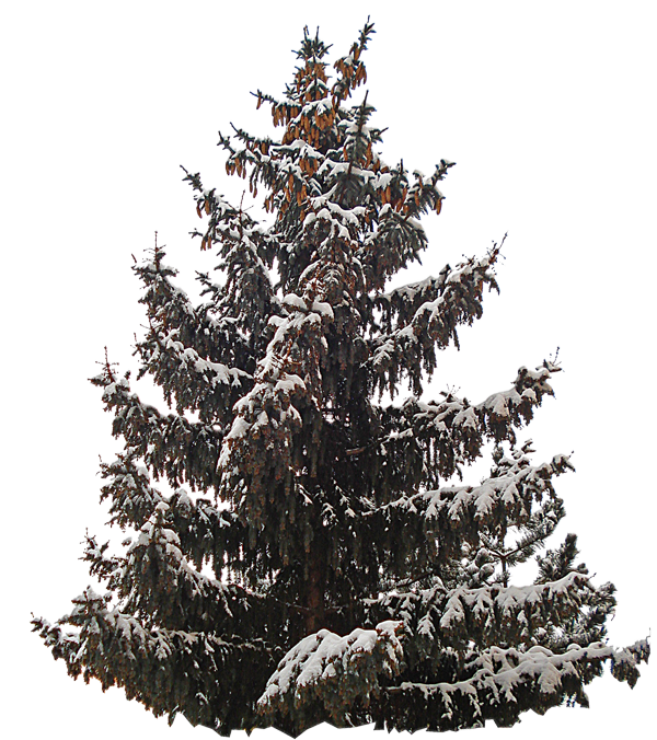 Transparent Christmas Tree Spruce Christmas Day Tree for Christmas