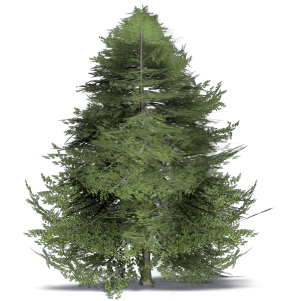 Transparent Spruce Christmas Tree Tree for Christmas