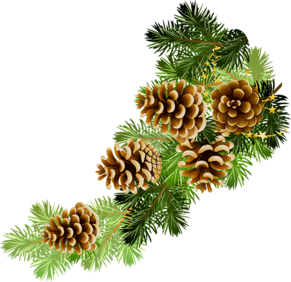 Transparent Christmas Graphics Conifer Cone Pine Pine Family Tree for Christmas