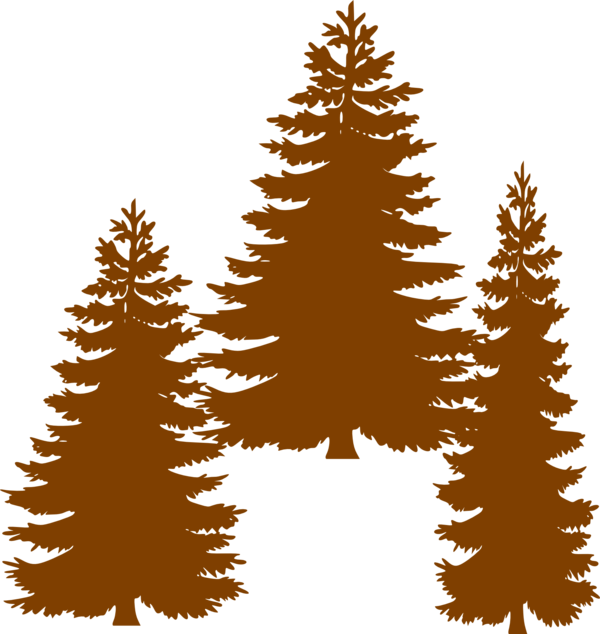 Transparent Pine Tree Fir Pine Family for Christmas