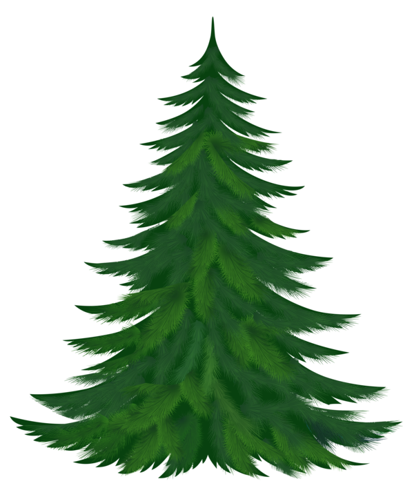 Transparent Pine Tree Christmas Tree Fir Pine Family for Christmas