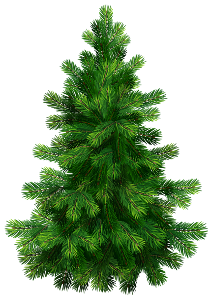 Transparent Pine Fir Spruce Tree for Christmas