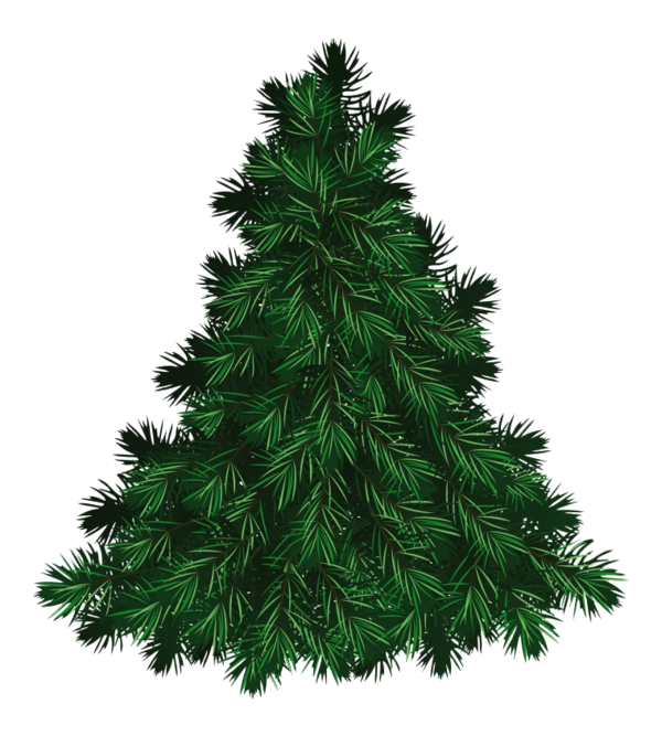 Transparent Fraser Fir Pine Balsam Fir Fir Pine Family for Christmas