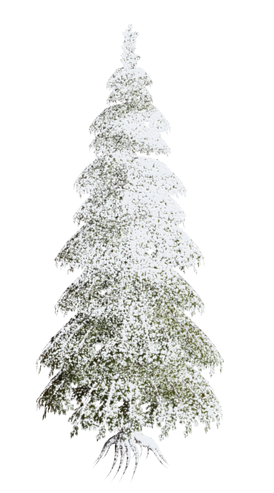 Transparent Christmas Ornament Christmas Tree Christmas Fir Pine Family for Christmas
