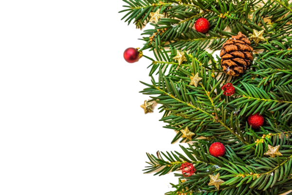 Transparent Christmas Day United Kingdom Christmas Dinner Yellow Fir Oregon Pine for Christmas