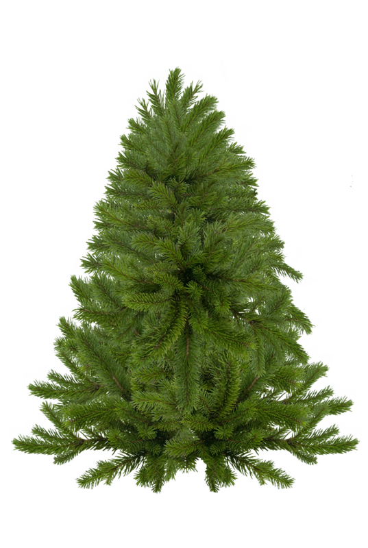 Transparent Spruce Christmas Tree Tree Fir Pine Family for Christmas