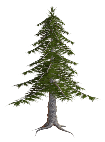 Transparent Spruce Forest Temperate Coniferous Forest Fir Pine Family for Christmas