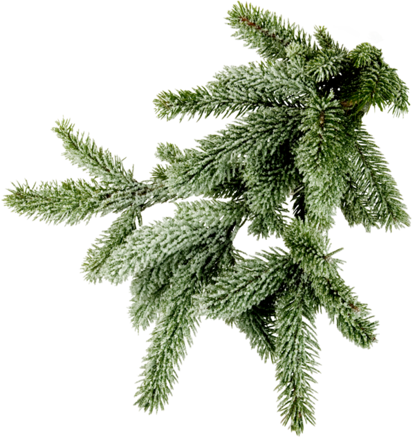 Transparent Spruce Branch Tree Pine Family for Christmas