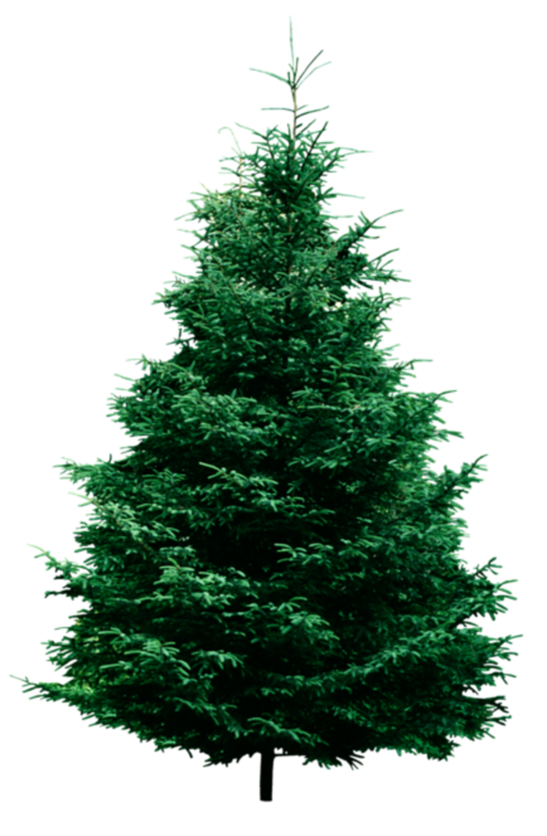 Transparent Fraser Fir Pine Tree Fir Pine Family for Christmas