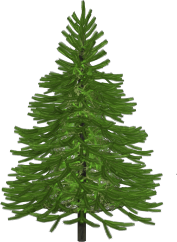 Transparent Spruce Pine Tree Fir Pine Family for Christmas
