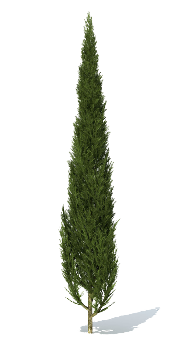 Transparent Stone Pine Tree Populus Nigra Spruce for Christmas