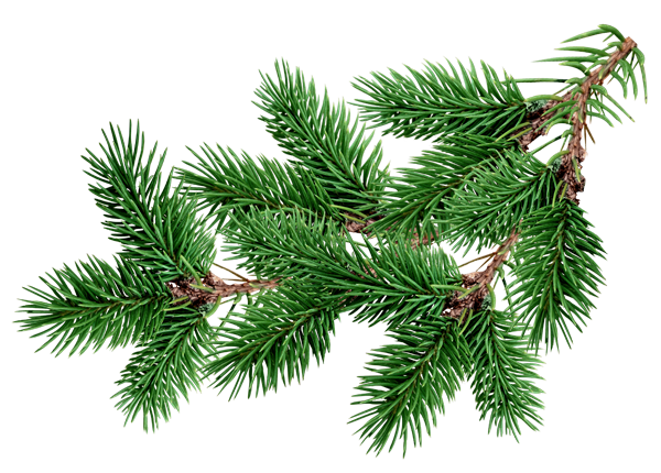 Transparent Fir Pine Christmas Tree Pine Family for Christmas