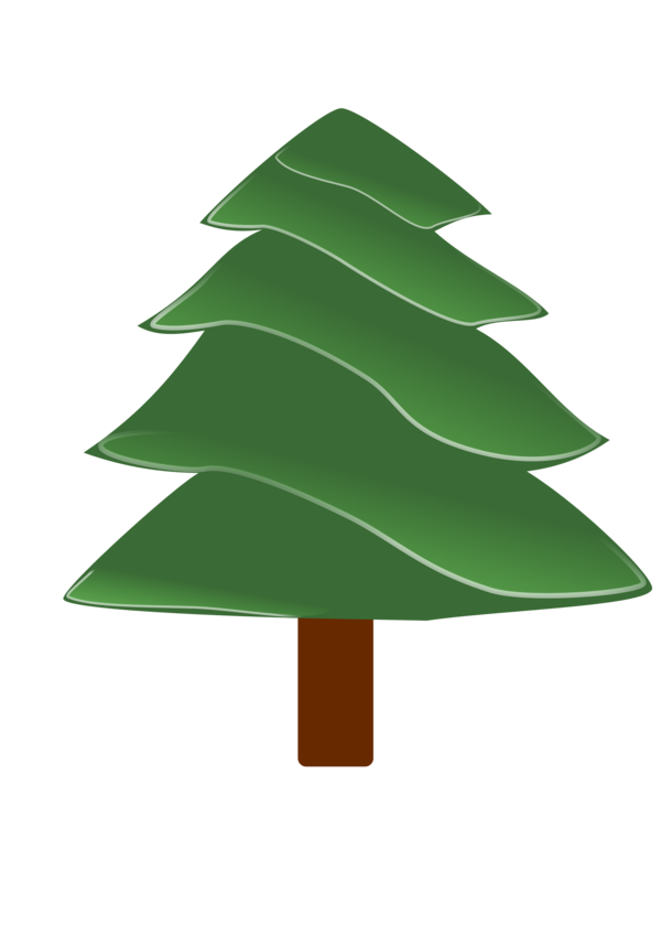 Transparent Evergreen Pine Tree Fir Pine Family for Christmas