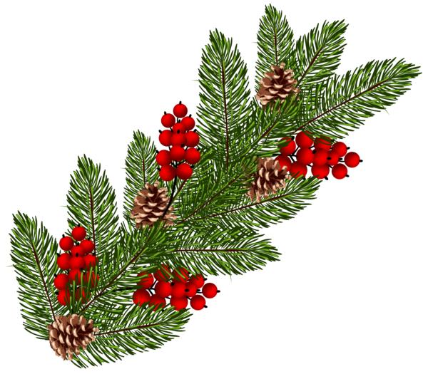 Transparent Christmas Ornament Conifer Cone Christmas Fir Pine Family for Christmas