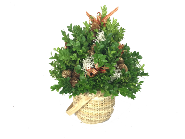 Transparent Fraser Fir Balsam Fir Tree Evergreen Plant for Christmas