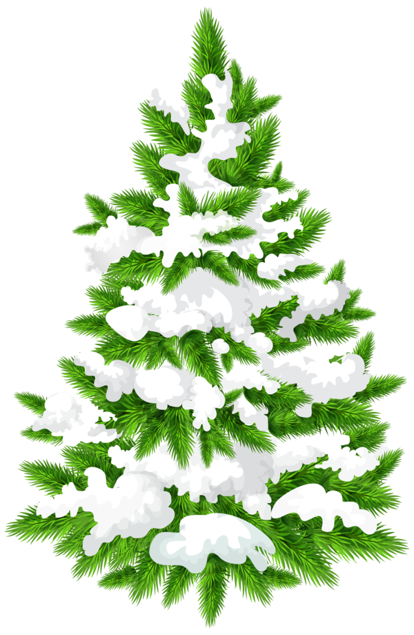 Transparent Spruce Fir Tree Pine Family for Christmas