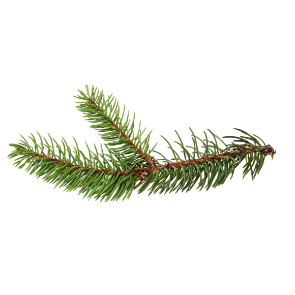 Transparent Spruce Christmas Ornament Evergreen Fir Pine Family for Christmas