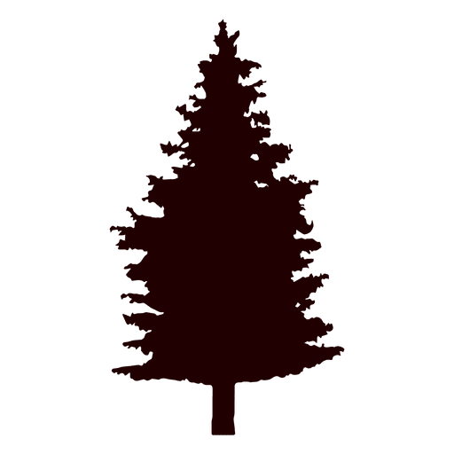 Transparent Pine Spruce Abies Alba Fir Pine Family for Christmas