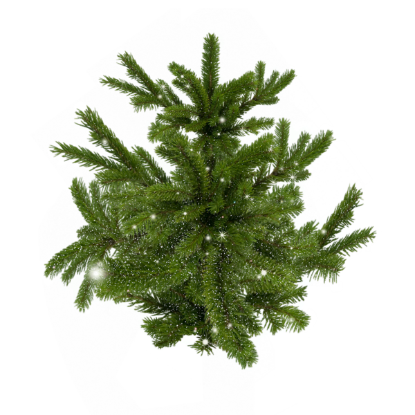 Transparent Spruce Pine Christmas Tree Evergreen Pine Family for Christmas