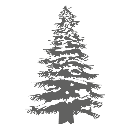 Transparent Tree Pine Fir Pine Family for Christmas