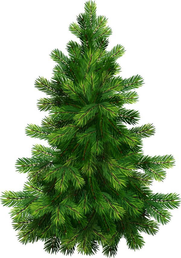 Transparent Pine Fir Tree Evergreen Pine Family for Christmas