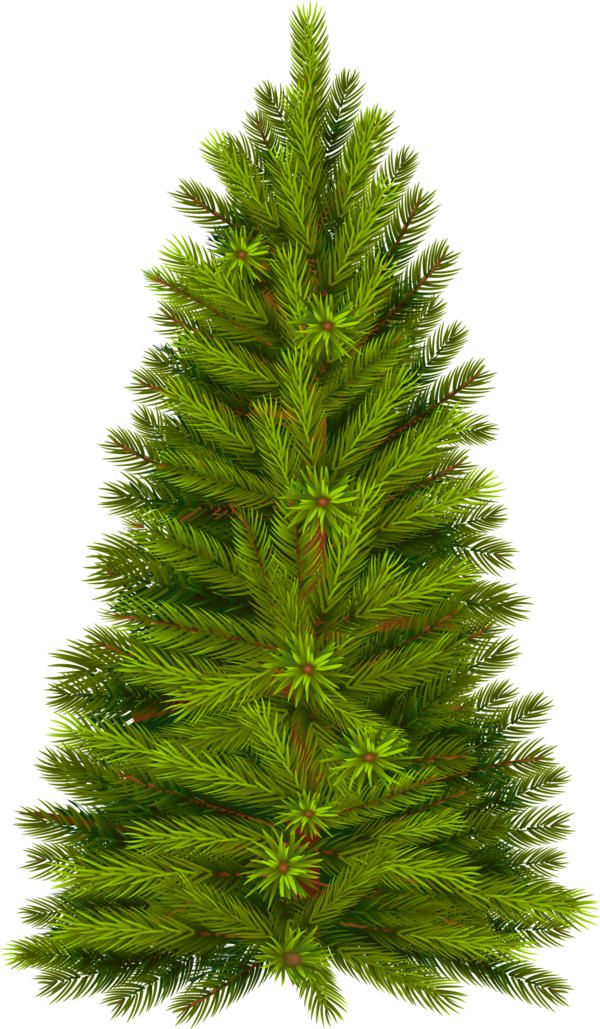 Transparent Tree Pine Fir Evergreen Pine Family for Christmas