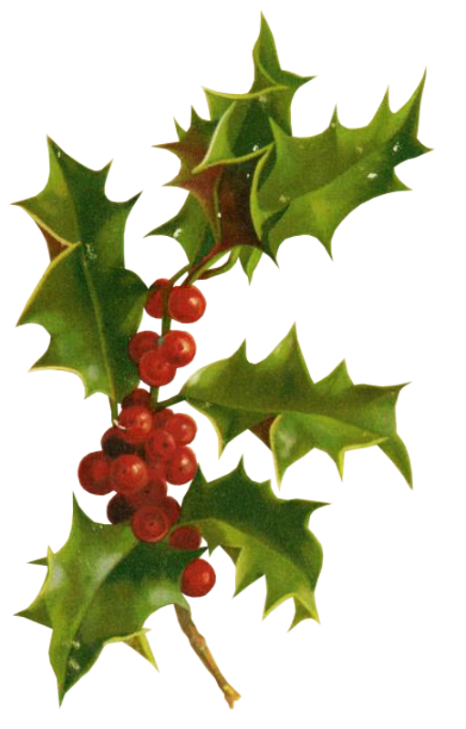 Transparent Holly Christmas Christmas Card Aquifoliaceae for Christmas