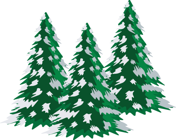 Transparent Snow Tree Pine Fir Pine Family for Christmas