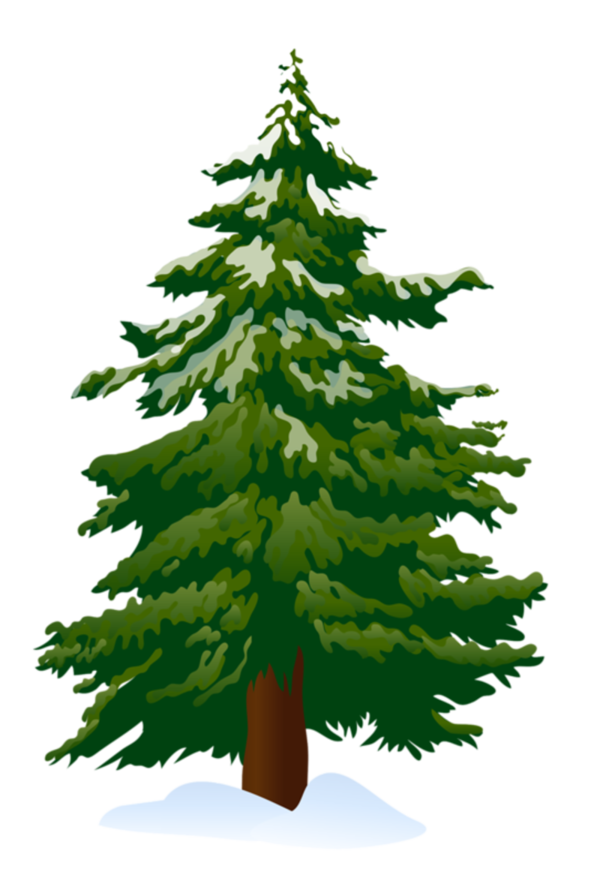 Transparent Pine Tree Fir Pine Family for Christmas