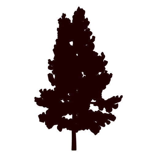 Transparent Pine Christmas Tree Tree Fir Pine Family for Christmas